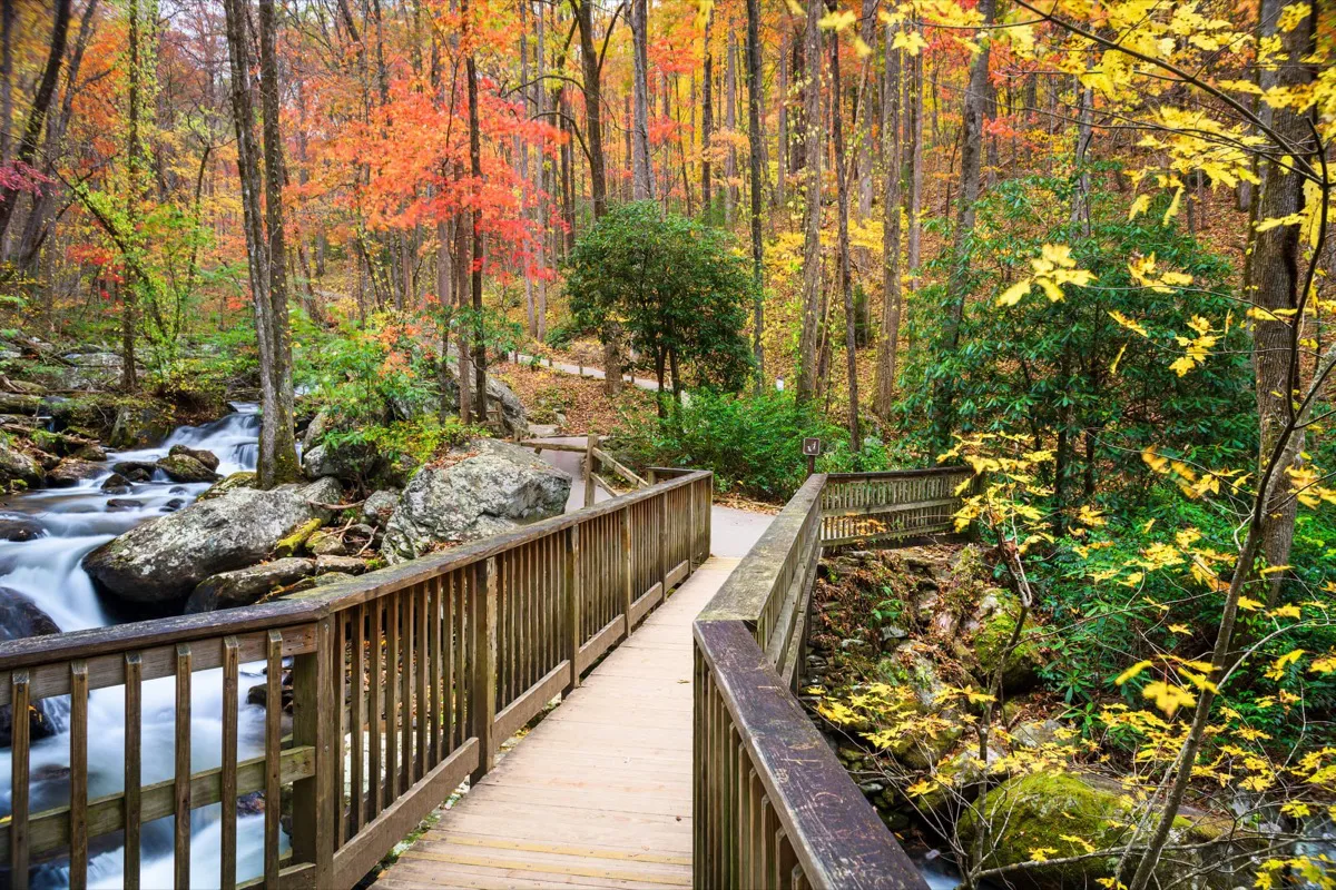 Wooden boardwalk over water surrounded by brilliant fall foliage at Unicoi State Park